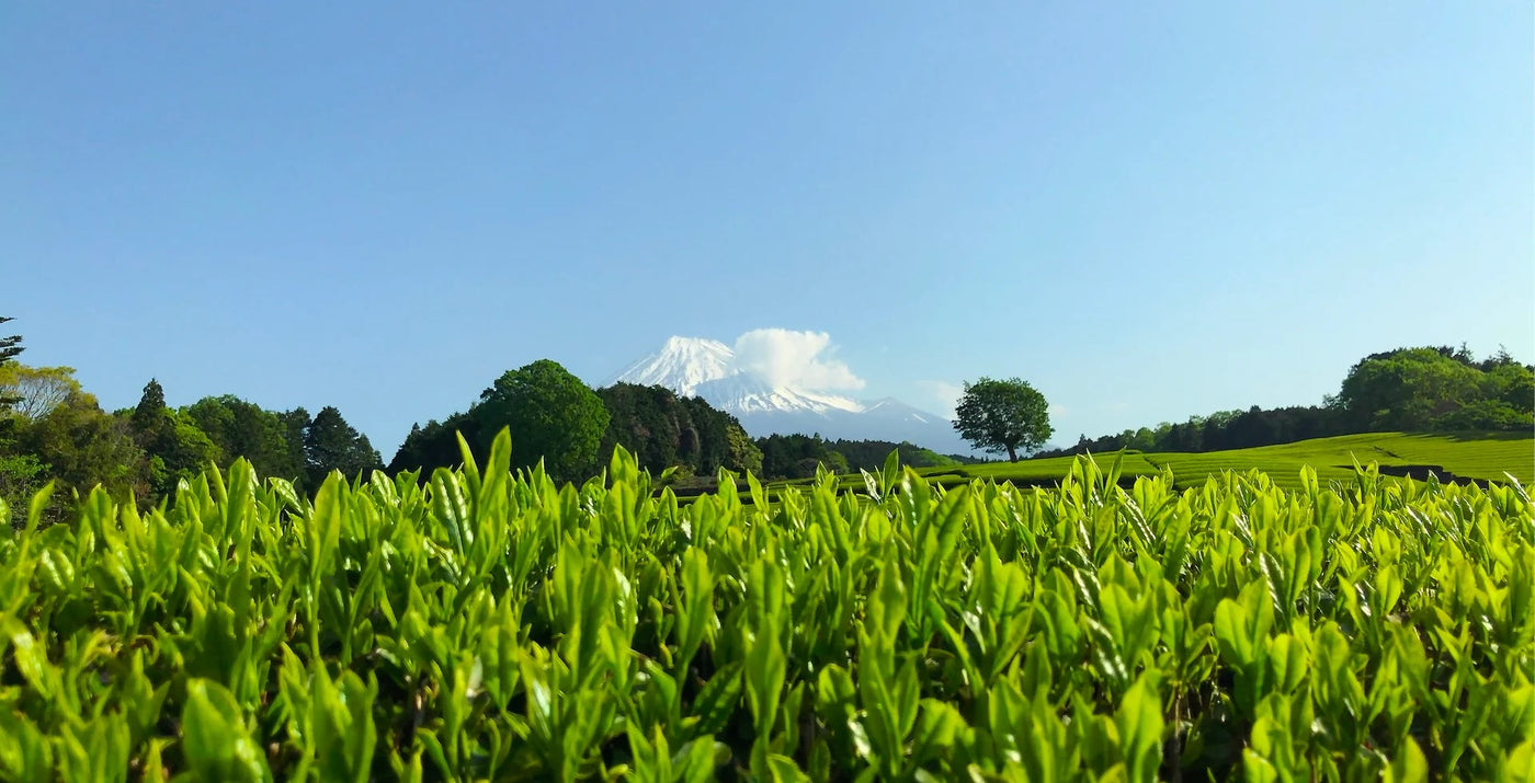 Shincha 2026 - Japanese First Flush Spring Green Tea