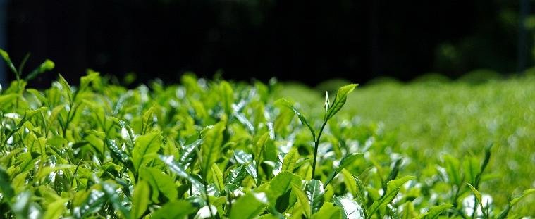 Hiraoka Tea Garden - yunomi-jp.pro
