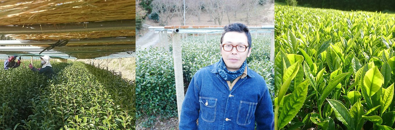 Kuma Tea Gardens - yunomi-jp.pro