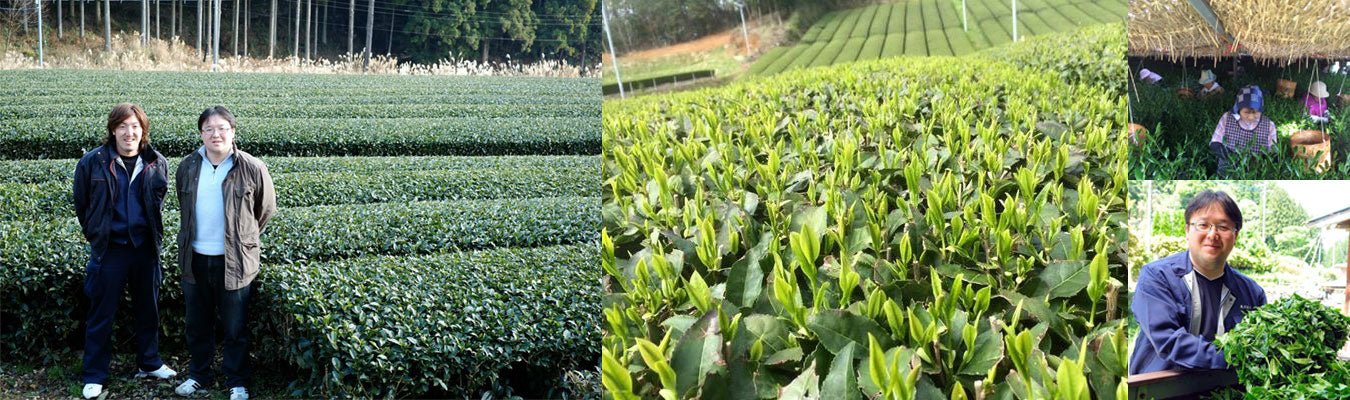 Kurihara Tea Farm - yunomi-jp.pro