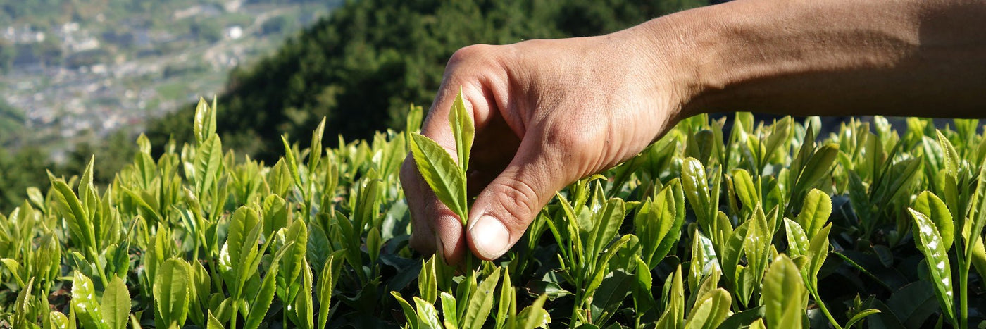 Kyoto Obubu Tea Farms