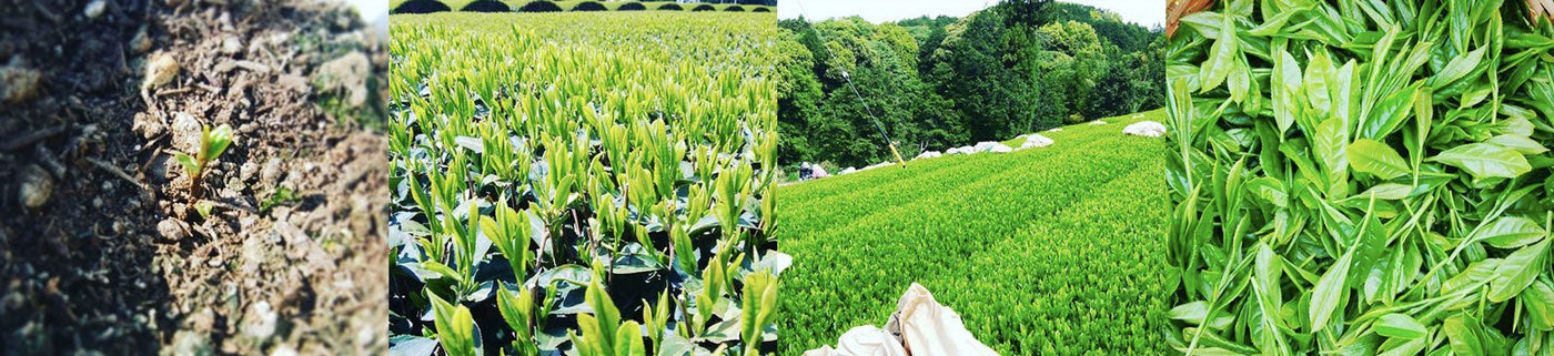 Murata Tea Garden - yunomi-jp.pro