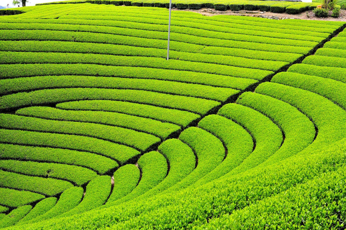 Origins - Wazuka Village, Kyoto - yunomi-jp.pro