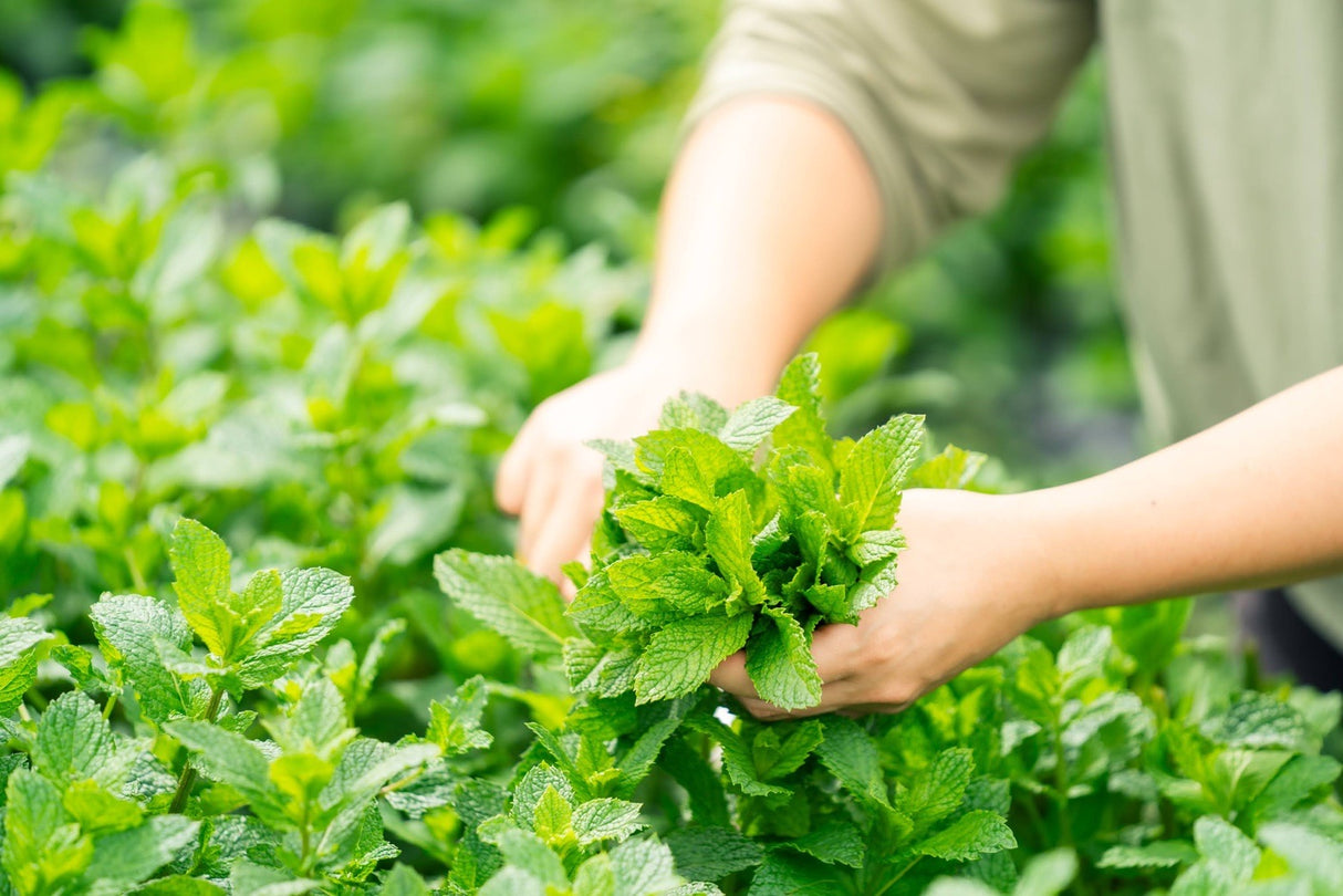 #0946.J1 Hiroko’s Herb Garden: Dried Bergamot Mint Herbal Tea Grown in Koga Village, Ibaraki, Japan