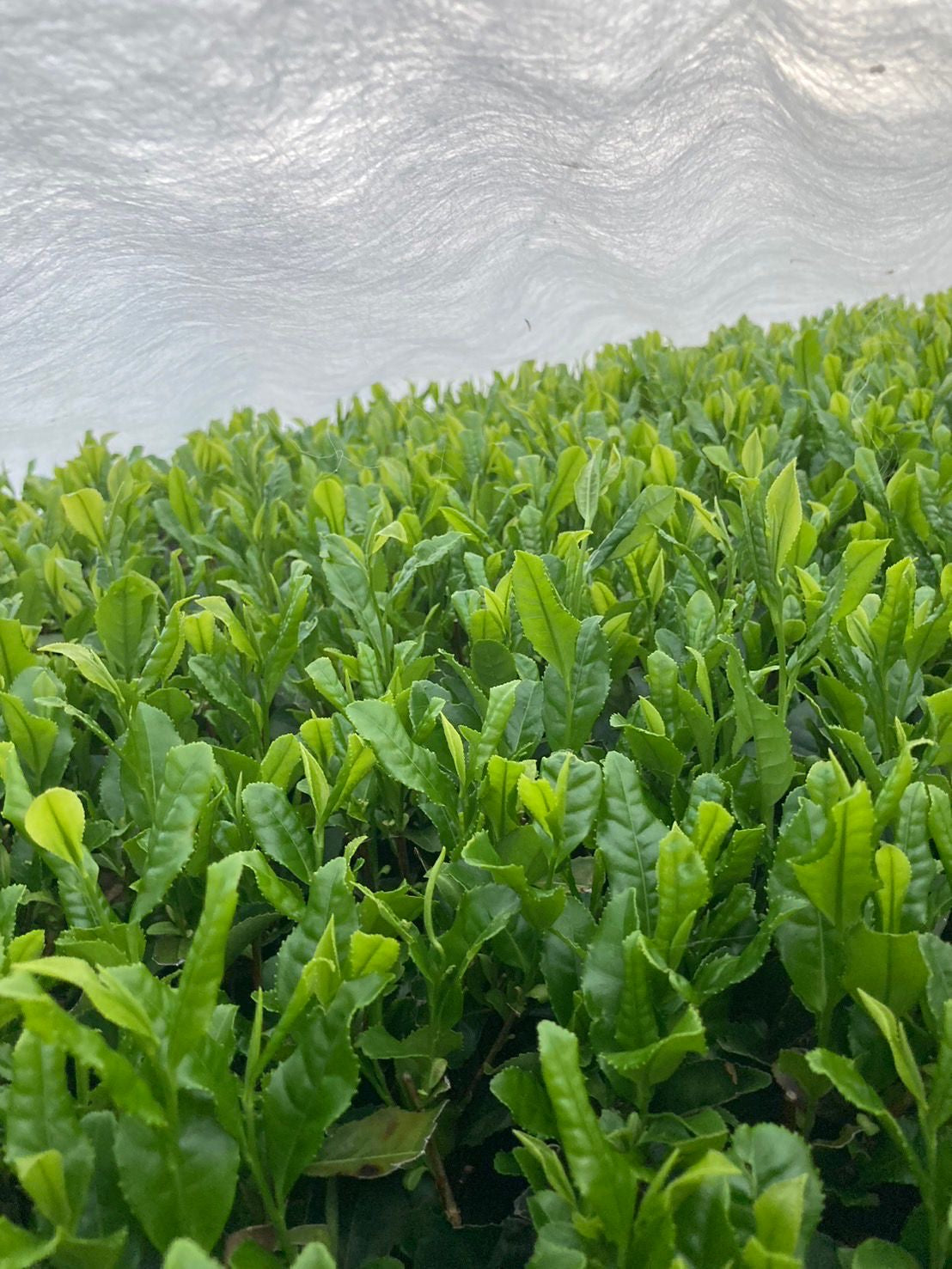 #0391.S5 ケインズティー:2024年4月 金谷秀峰 金谷秀峰 限定手揉み初摘み浅虫茶