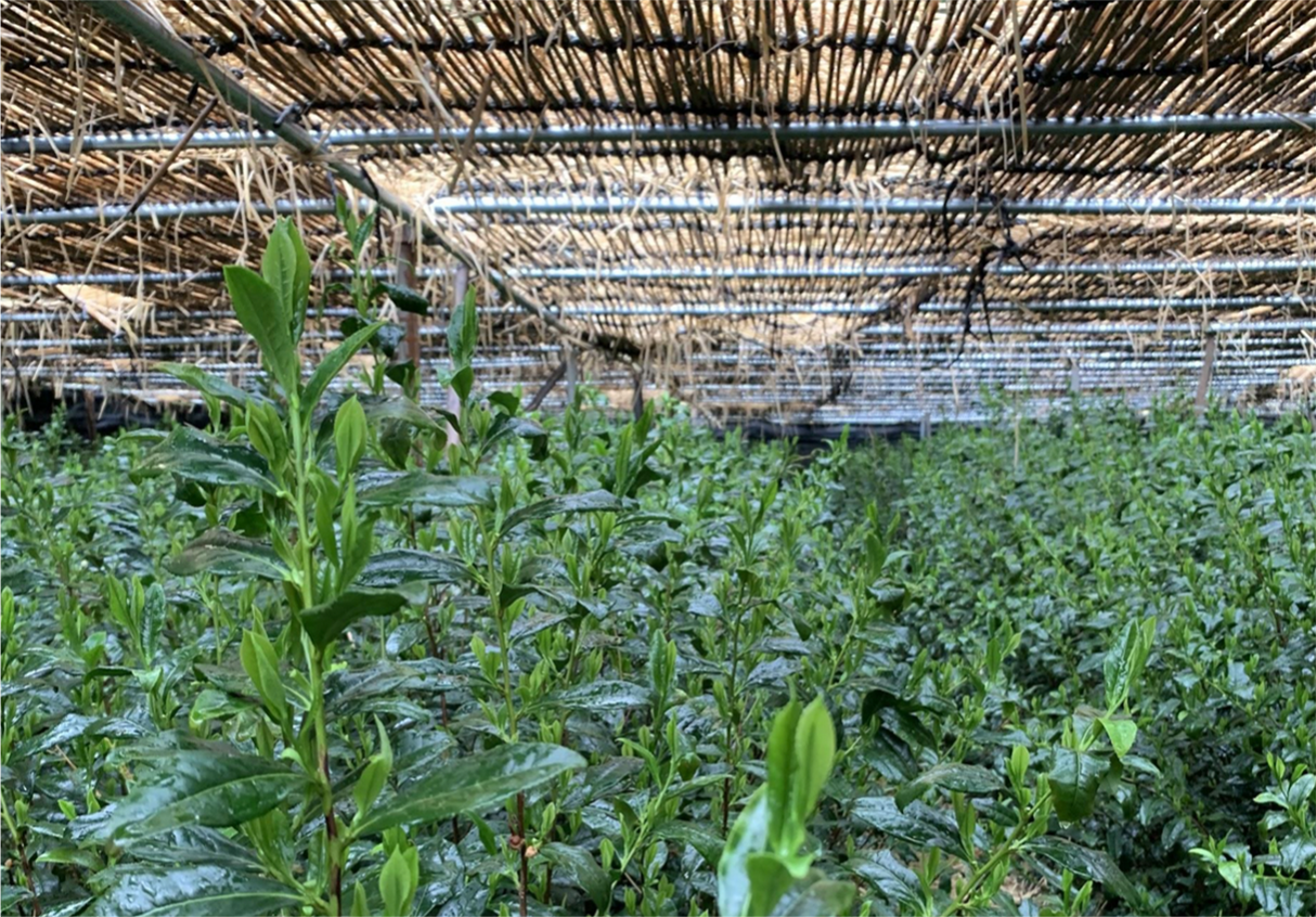 #0796.K6 Tsujiki: Limited Edition Competition Grade Uji Heritage Matcha, Uji Hikari Single Cultivar, by Master Kyoto Tea Farmer Tsuji Kiyoharu (20g) 辻喜の抹茶うじひかり