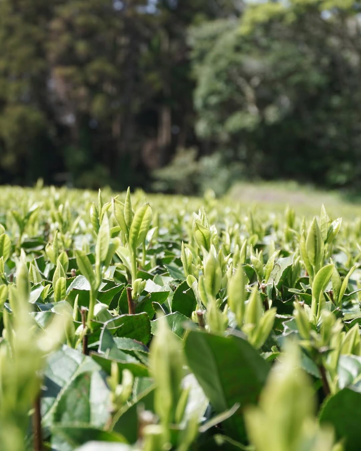 PREORDER available late April 🍵 2026 #0328.K2 Iba Yu Tea Garden: Tanegashima Single Cultivar Sencha - Yume Midori (April harvest, micro batch, limited)