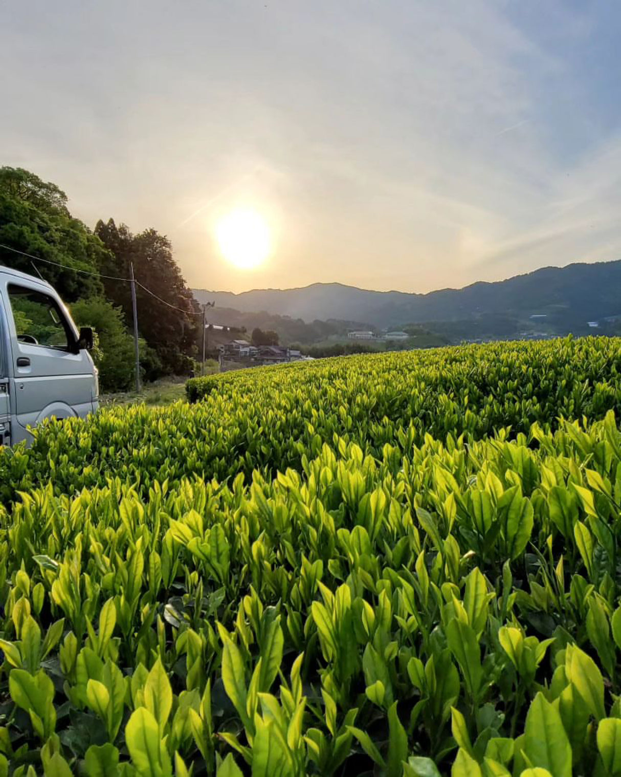 #0094.K6 Azuma Tea Garden: Kyoto Oolong Tea, Single Cultivar Asahi