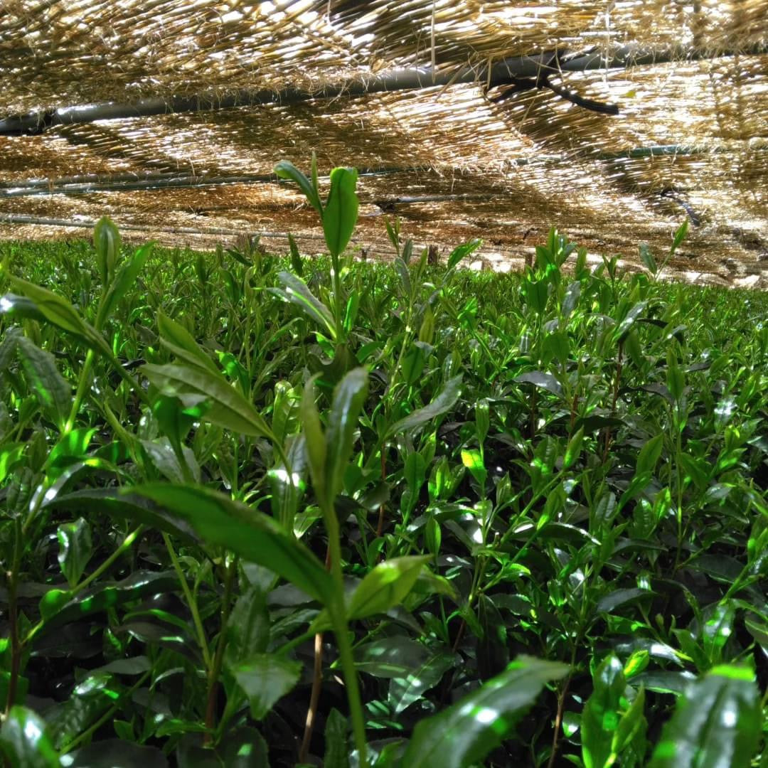 Teal leaf shading - Kuma Tea Garden: Yamecha Saemidori Heritage Grade Gyokuro Tenkaichi - 71st All Japan Tea Competition Grand Prize Winning Garden - yunomi-jp.pro