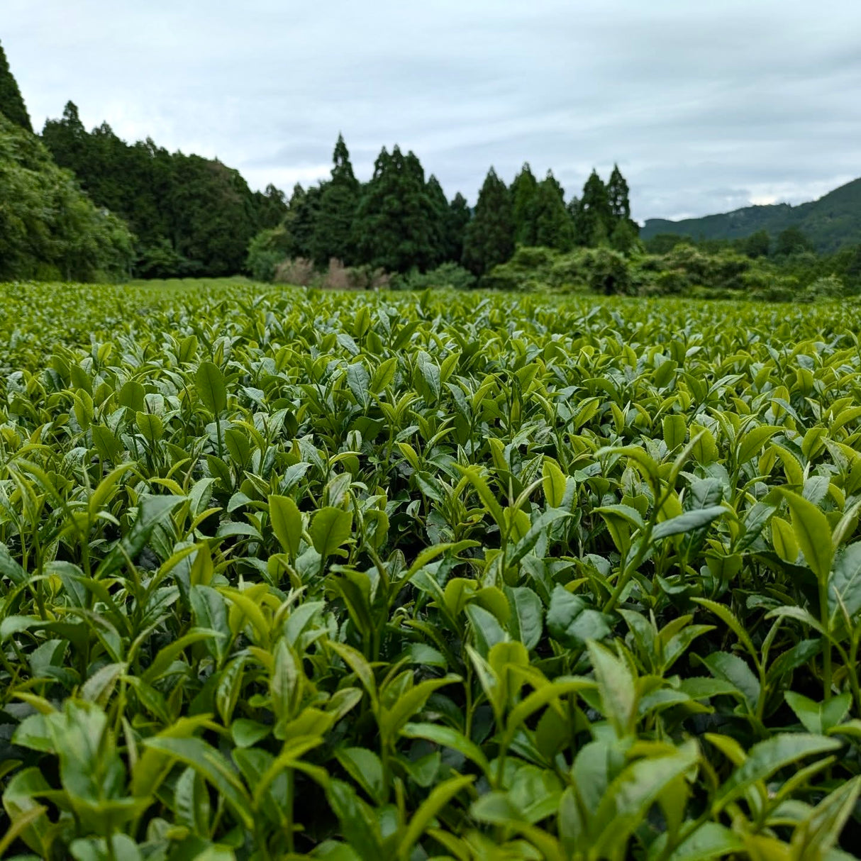 #0438.F2 Kuma Tea Garden: Yamecha Mountain-Grown Fukamushicha Yabukita & Okuyutaka Blend