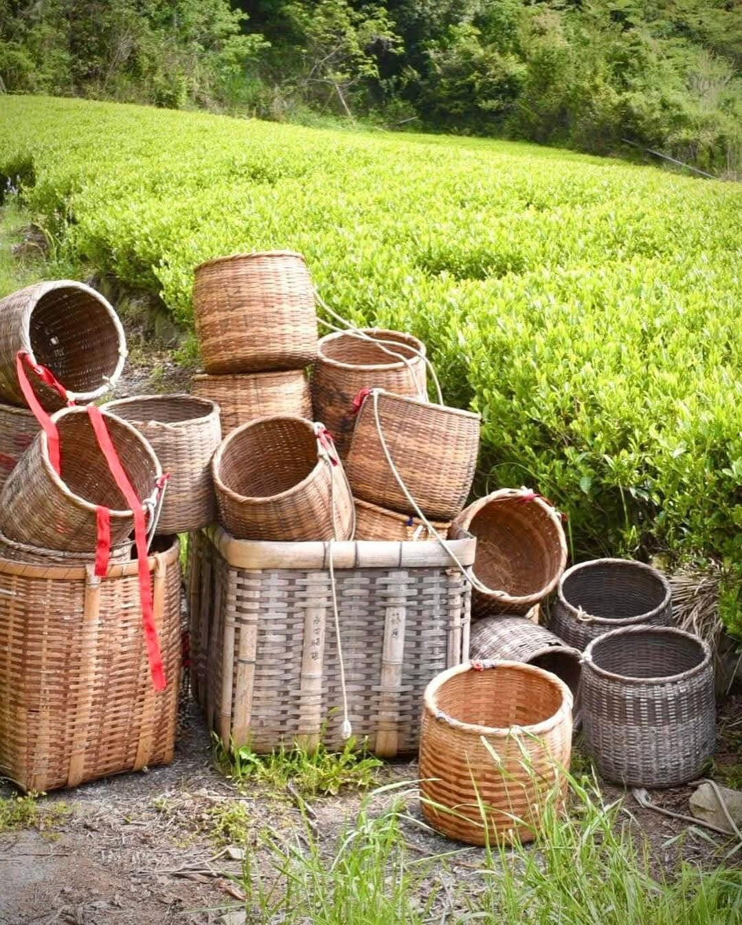 PREORDER available May 🍵 2026 #0117.S5 Ayumi Farms (Cyittorattu): Handpicked Shizuoka Sencha (Ultra Micro Lot, Limited Edition) 手と手で紡ぐ「手摘み煎茶」 30g