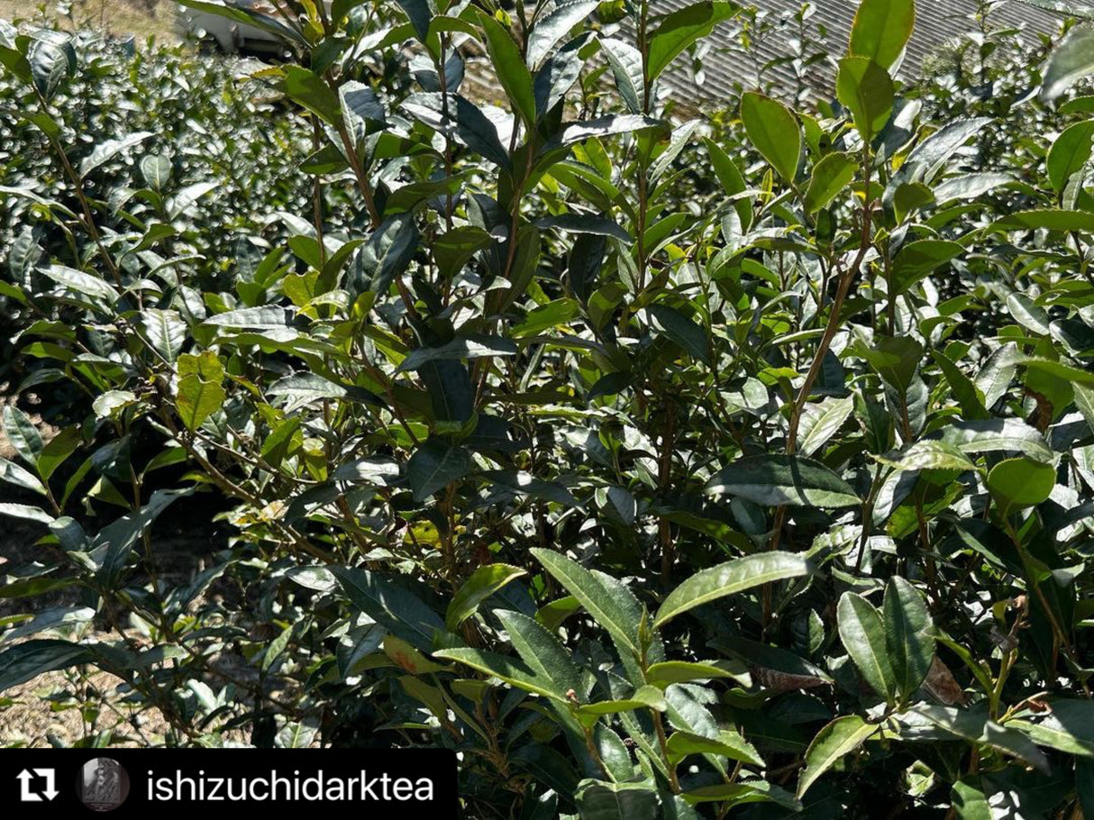#0602.E1 Ishizuchi Kurocha - Fermented Dark Tea from Ehime Prefecture - EH001