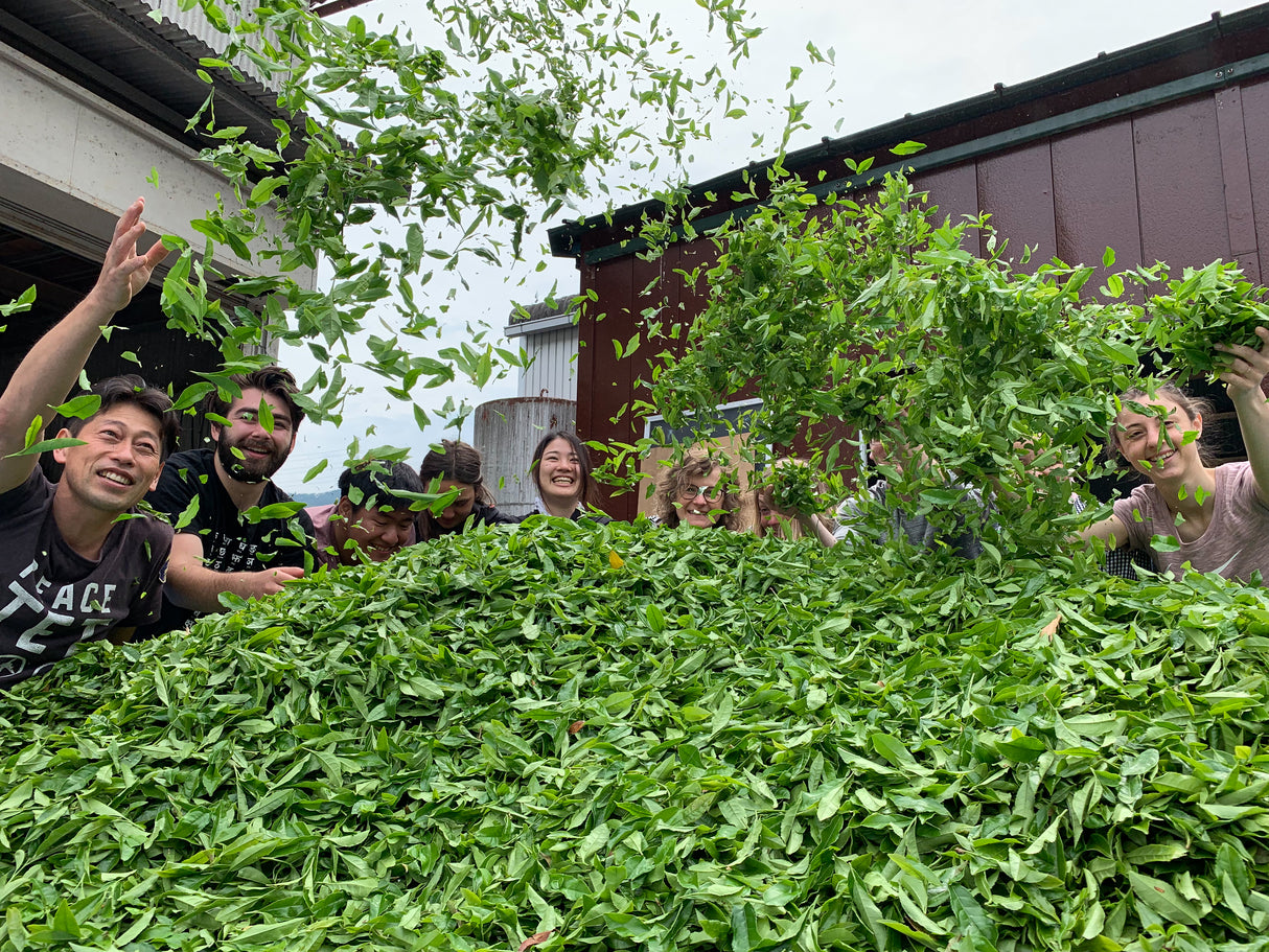 #0036.K6 Obubu: Hoji Wakocha Kyoto Black Tea