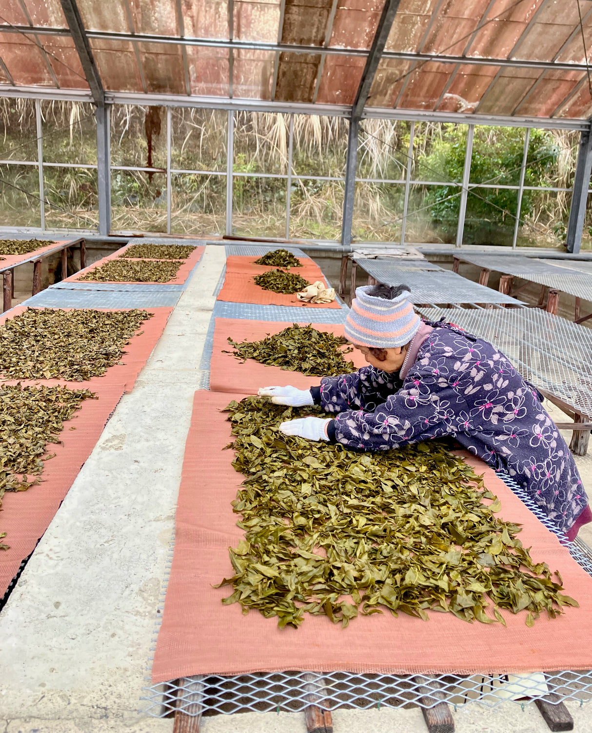 #0834.T2 Shishikui Kancha from Tokushima Prefecture - Handpicked by Farmer Akemi Ishimoto