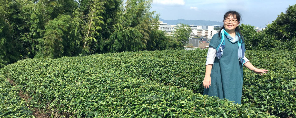 #0170.K3 Ashigaracha Labo: Ogikubo Sencha Yabukita Micro-lot (Odawara, Kanagawa)