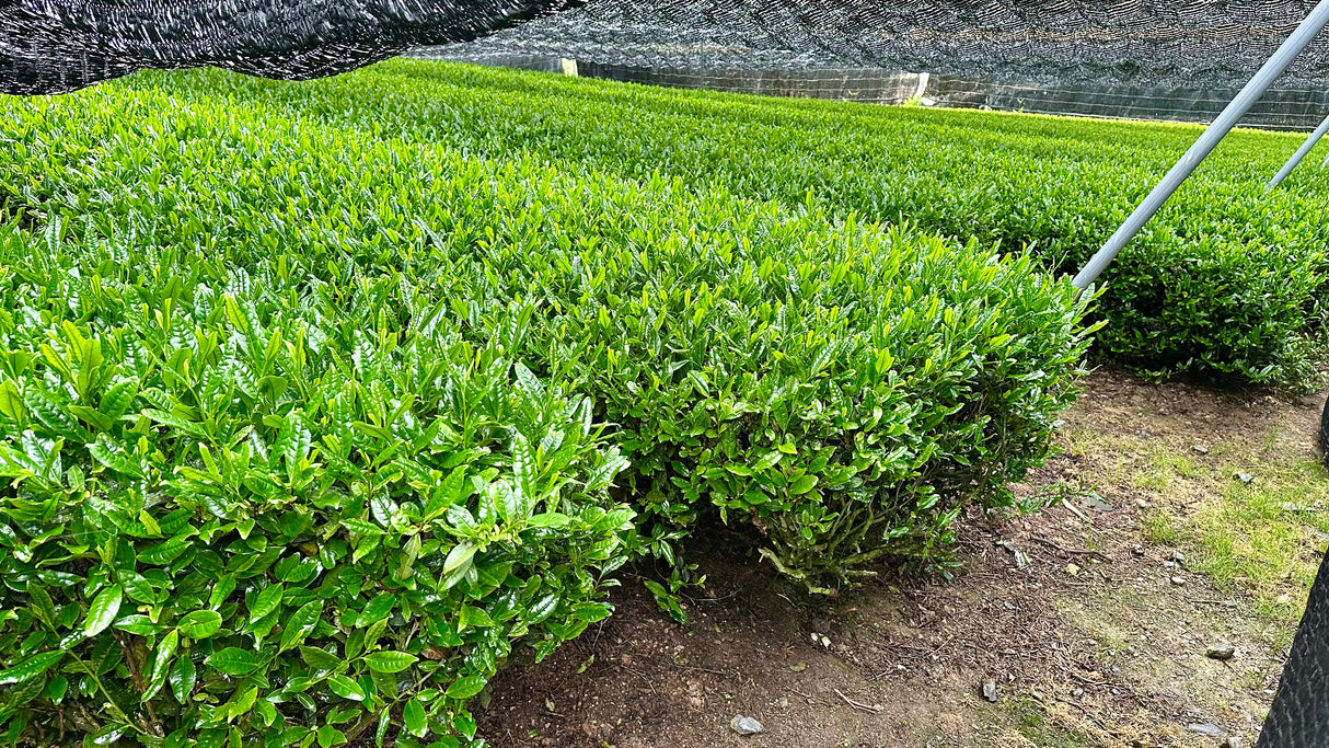 #0880.K6 西出茶: 農家勝谷健治さんが自生栽培した宇治田原玉露ほうしゅん 農家勝谷さんの伝統本玉露ほうしゅん