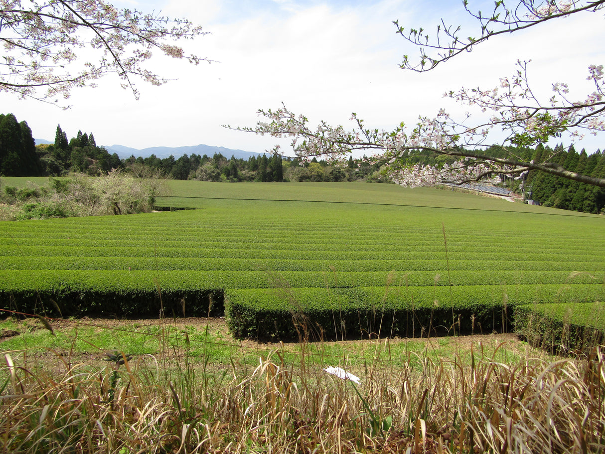 #0912.S5 Premium Barista Grade Matcha - Yanagi 柳 - Oyaizu Tea