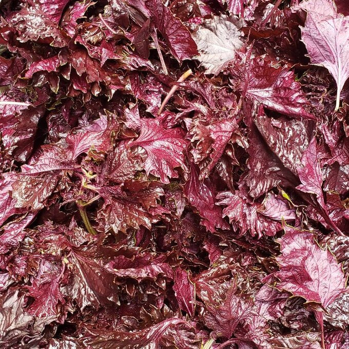 Iijima Seitarou Shoten KN004: Yukari - Sundried, salt-pickled shiso leaves ゆかり