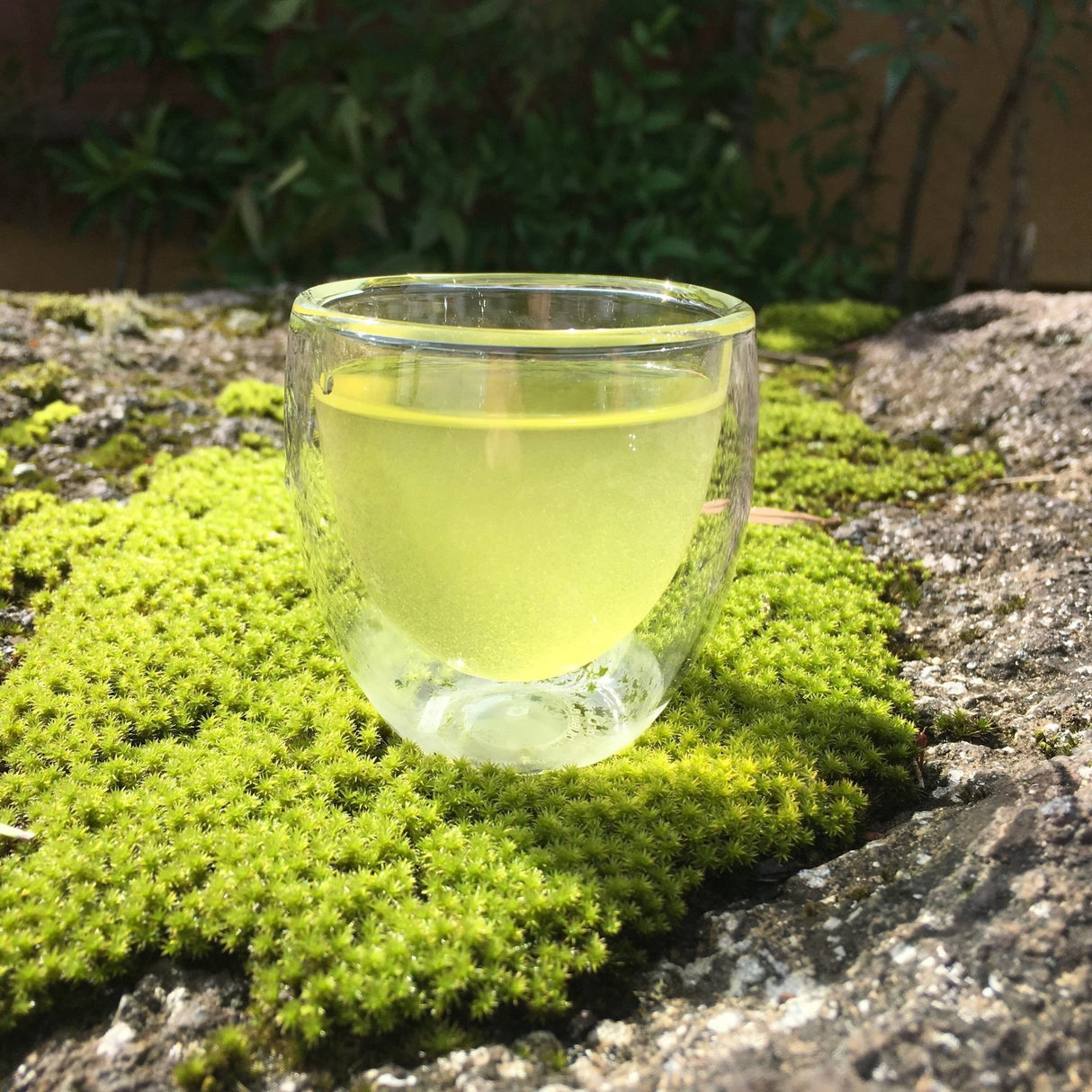 Ashigaracha Labo: Ogikubo Sencha Yabukita 2022 Micro-lot (Odawara, Kanagawa) - yunomi-jp.pro