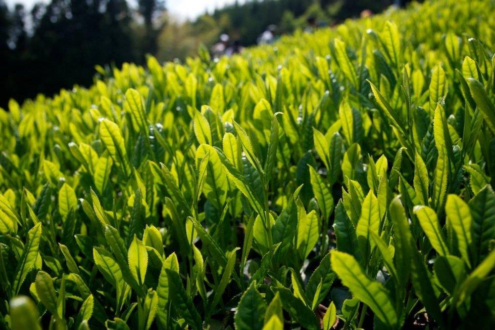 Ayumi Farms (Cyittorattu): 2022 Handpicked Shizuoka Sencha (Ultra Micro Lot, Limited Edition) 手と手で紡ぐ「手摘み煎茶」 30g - yunomi-jp.pro