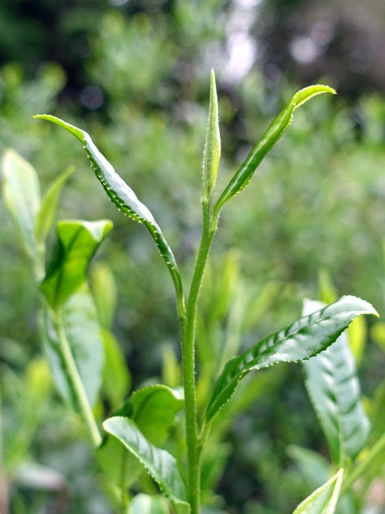 Bizenya: #09 Kohaku Platinum 21g - Okumusashi Single Cultivar Green Oolong Tea 琥珀 おくむさし - yunomi-jp.pro