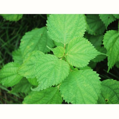 Chasandai: Ume Shiso Bancha (Plum & Perilla Green Tea Bags (5g x 8) - yunomi-jp.pro