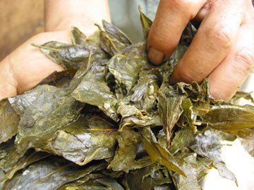 Goishicha from the Otoyo Town Goishicha Producer's Association 大豊町碁石茶協同組合 『本場の本物』碁石茶 - yunomi-jp.pro