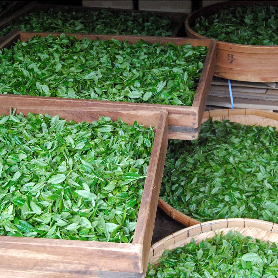 Hachimanjyu Yakushima Tea: 2022 Premium Spring Sencha Green Tea (Yabukita & Asatsuyu, Limited Quantity) 屋久島茶 有機緑茶 - yunomi-jp.pro