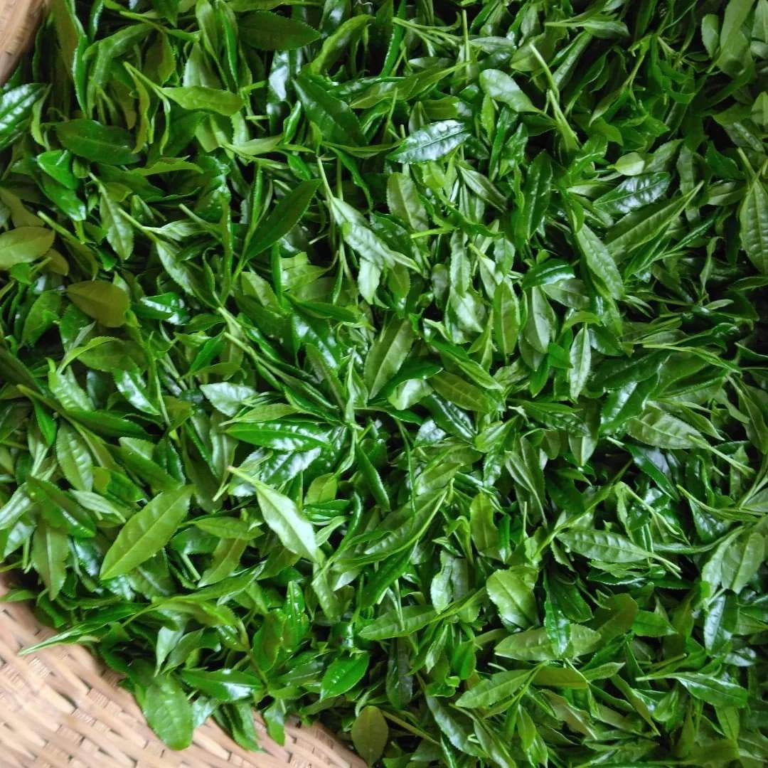 Teal leaf hand picking Kuma Tea Garden: Yamecha Saemidori Heritage Grade Gyokuro Tenkaichi - 71st All Japan Tea Competition Grand Prize Winning Garden - yunomi-jp.pro
