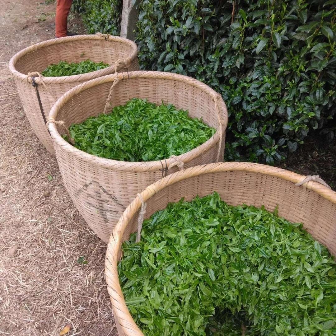 Teal leaf hand picking Kuma Tea Garden: Yamecha Saemidori Heritage Grade Gyokuro Tenkaichi - 71st All Japan Tea Competition Grand Prize Winning Garden - yunomi-jp.pro