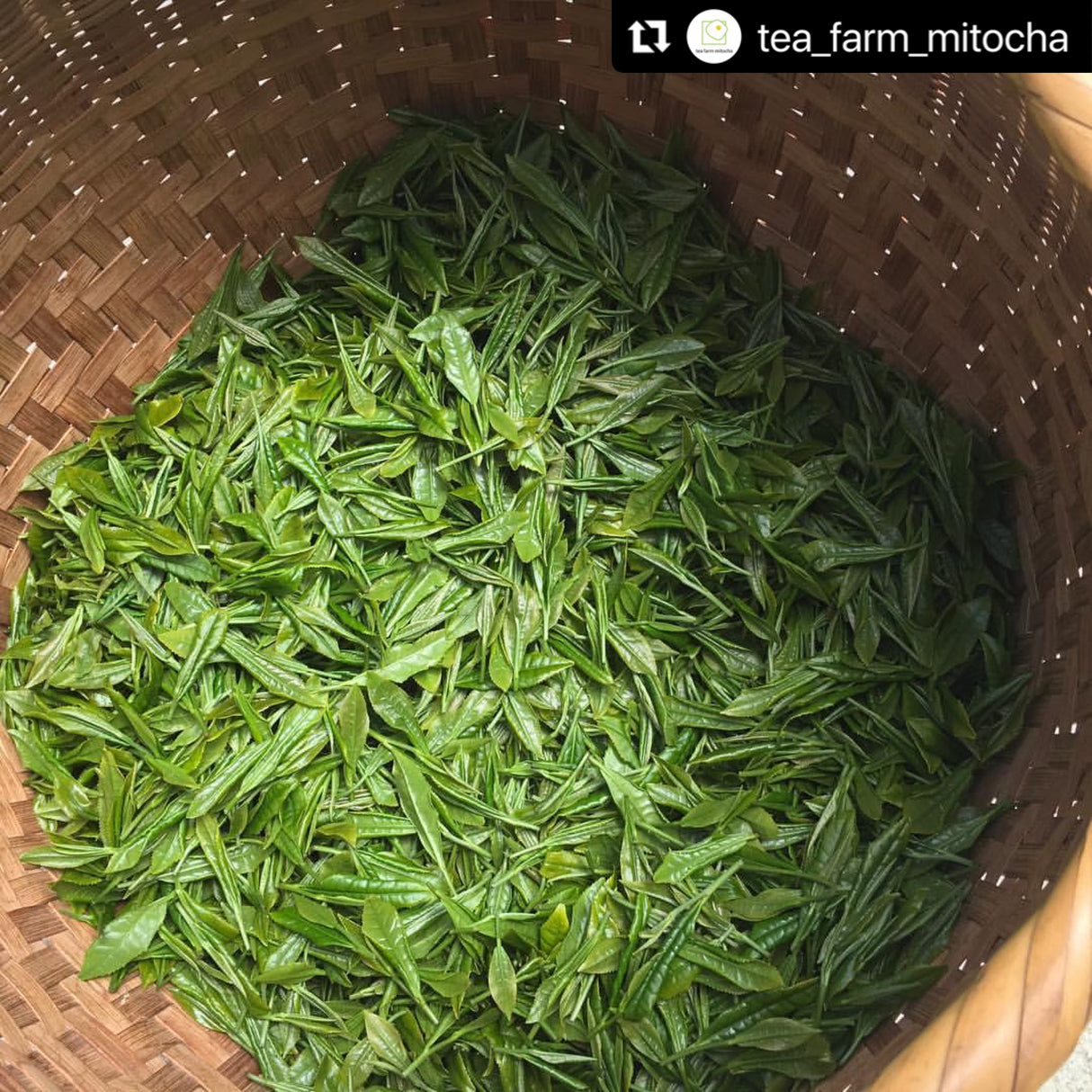 #0617.N3:天日干し釜炒り生茶(熟成)|みとちゃ農園
