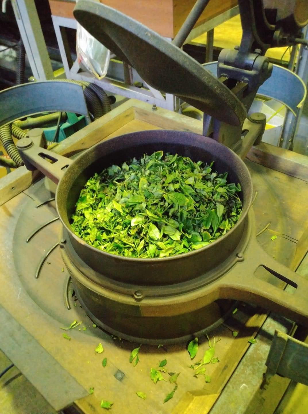 Kanes Tea: 2022 First Flush Black Tea Wakocha, Makinohara-wase Single Cultivar - yunomi-jp.pro