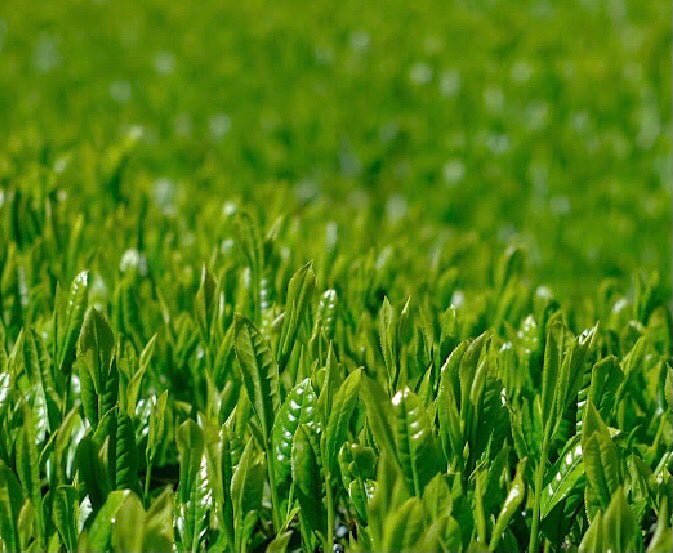 Kiyosawa Tea Gardens: Shizuoka Spring Asamushi Sencha by Konagai Chizuko - yunomi-jp.pro