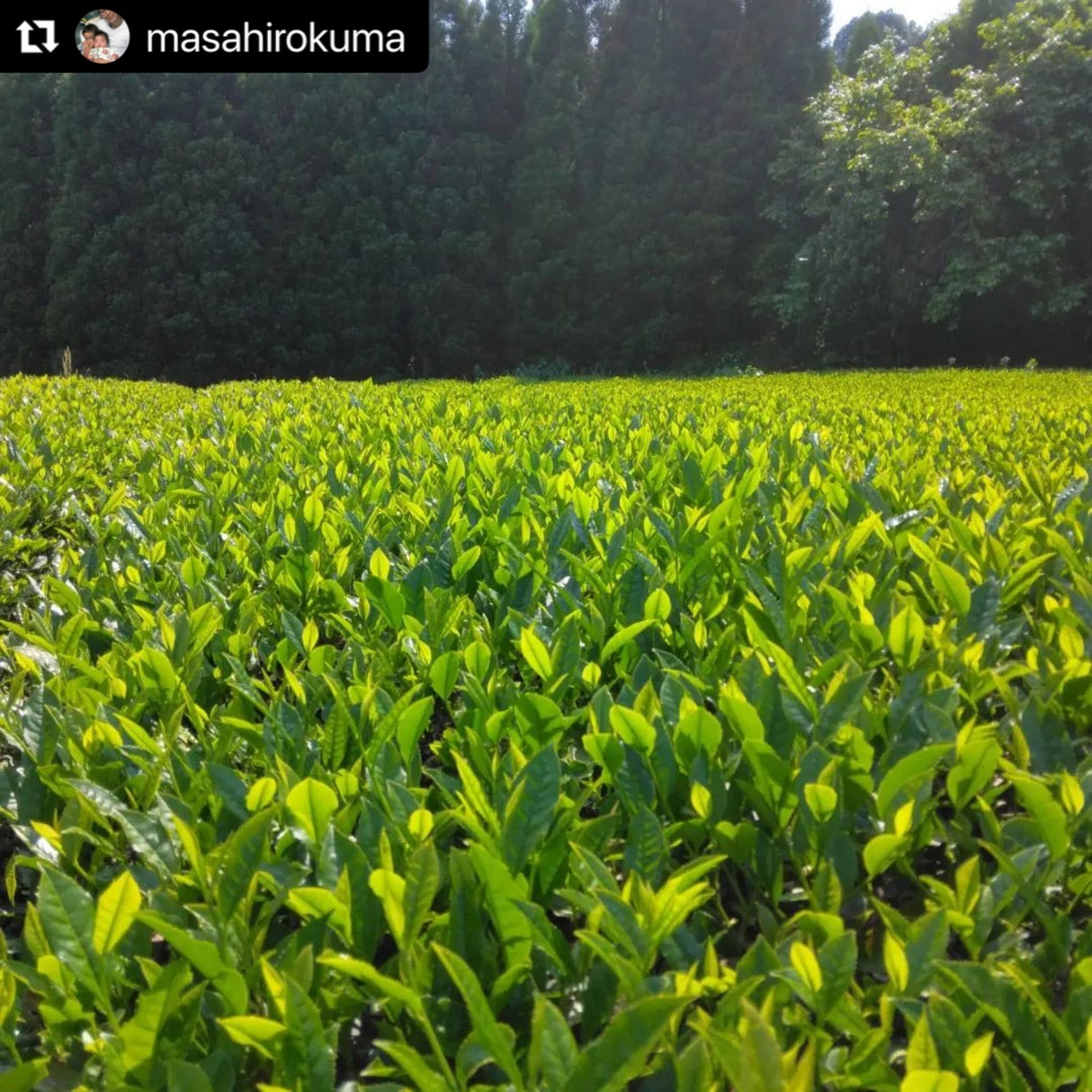 Kuma Tea Garden: Yamecha Mountain-Grown First Flush Benihikari Black Tea - yunomi-jp.pro