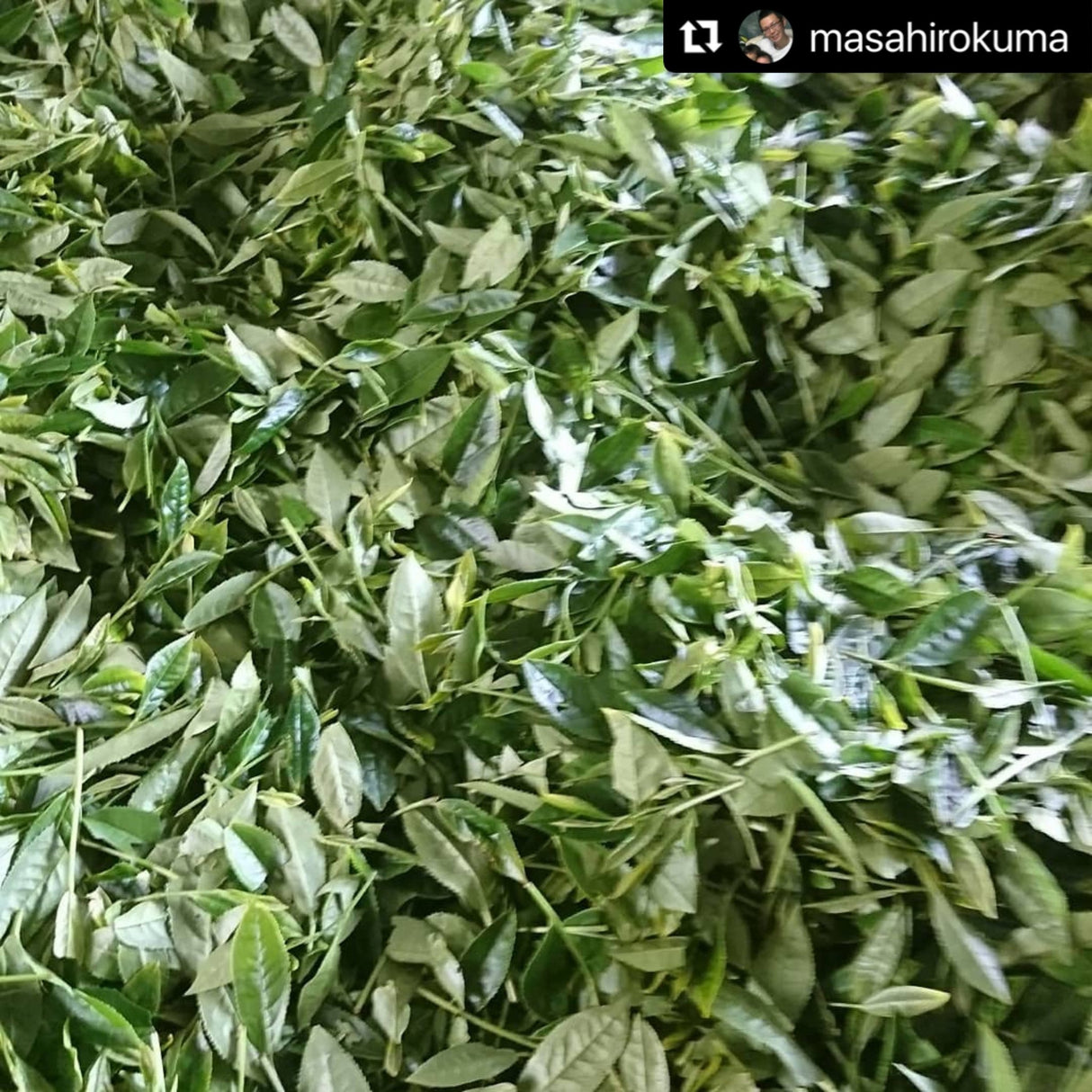 Kuma Tea Garden: Yamecha Mountain-Grown First Flush Spring Benifuuki Black Tea. - yunomi-jp.pro