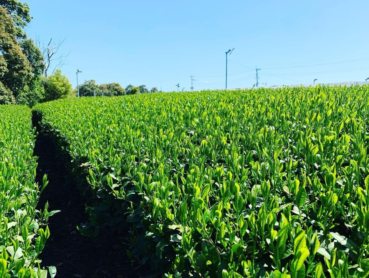 Kurihara Tea #25: 2022 Single Cultivar Yame Sencha - Kirari 31 単一品種八女煎茶きらり31 - yunomi-jp.pro