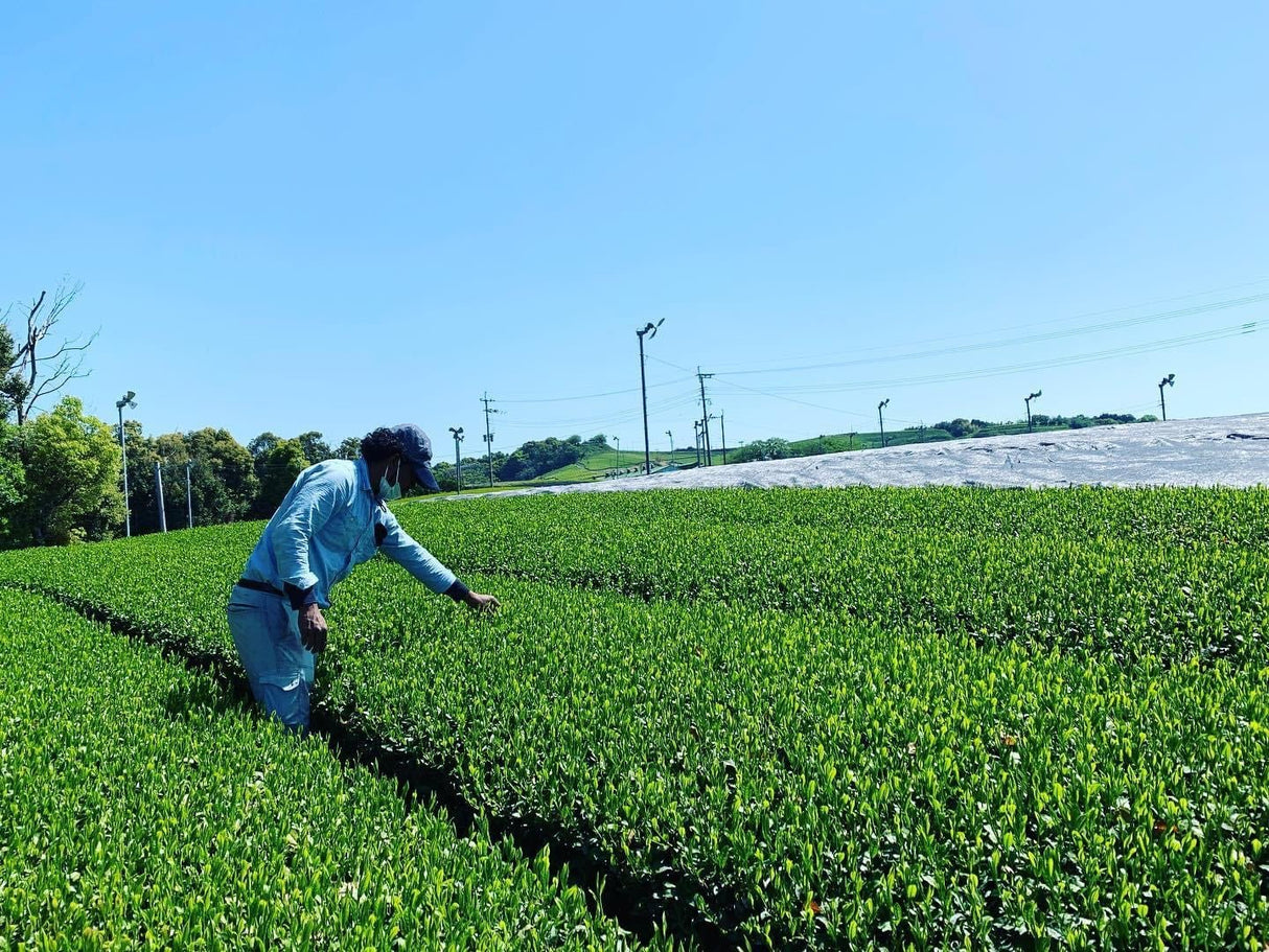 Kurihara Tea #25: 2022 Single Cultivar Yame Sencha - Kirari 31 単一品種八女煎茶きらり31 - yunomi-jp.pro