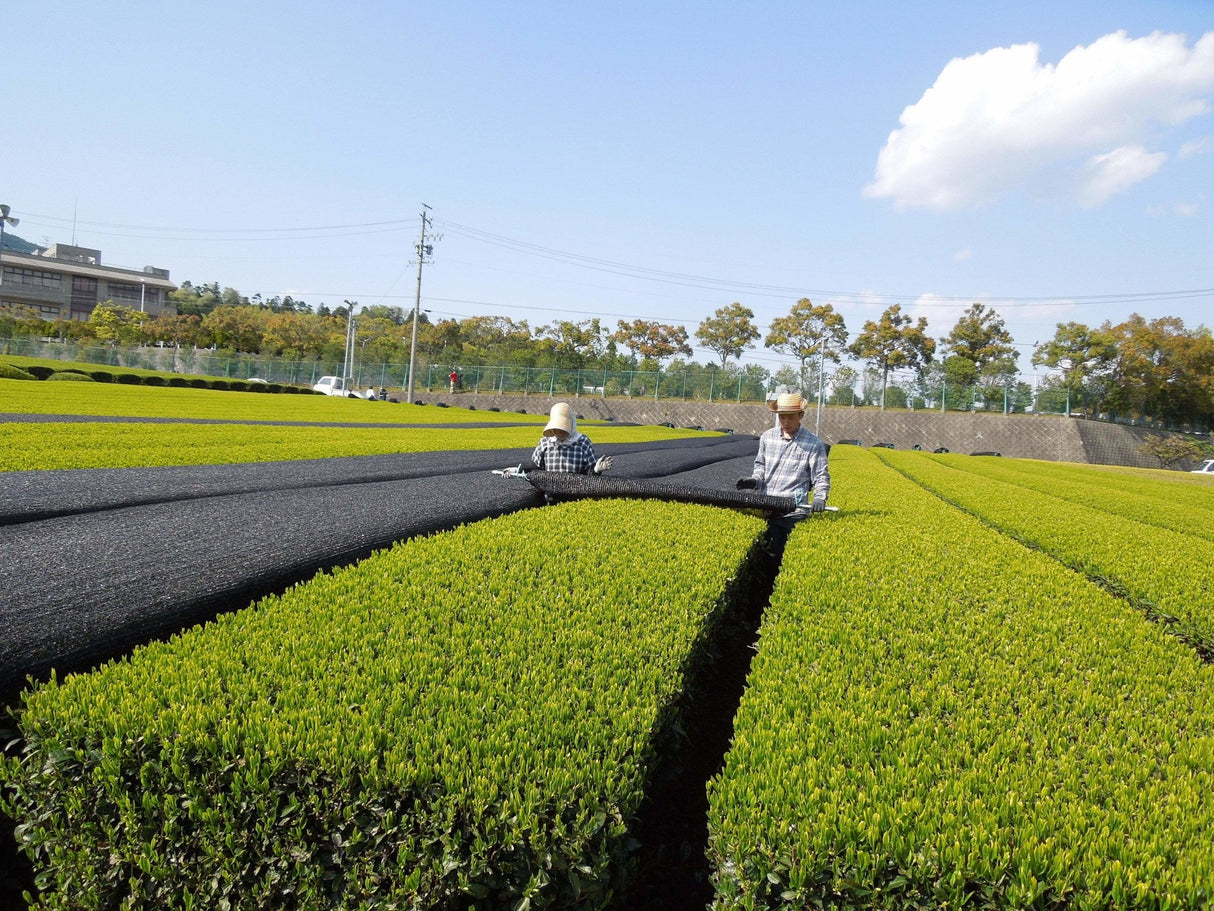 Marushige Shimizu Tea Farm: 2022 Kabusecha Shaded Green Tea, Saemidori さえみどり - yunomi-jp.pro