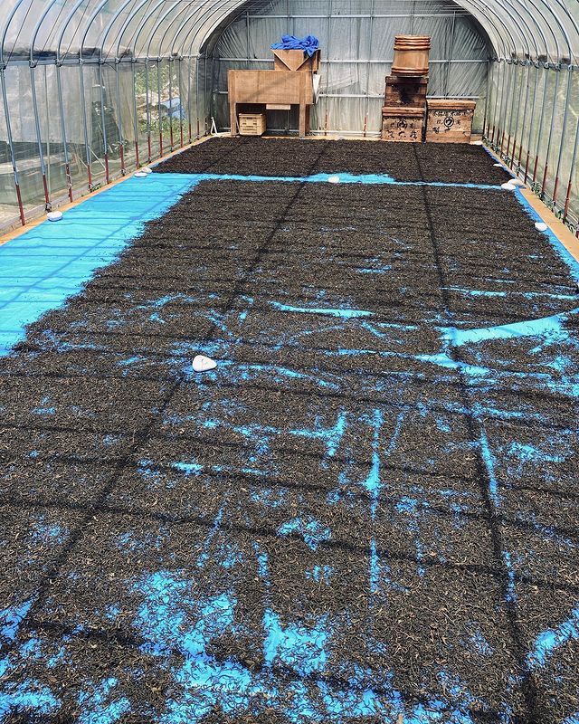 Mitocha NR004: Sun-dried Kamairicha Harubancha 天日干し釜炒り春ばん茶 - yunomi-jp.pro