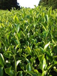 Mitocha NR005: Aged, Sun-dried Kamairicha Bancha 天日干し釜炒りばん茶 - yunomi-jp.pro