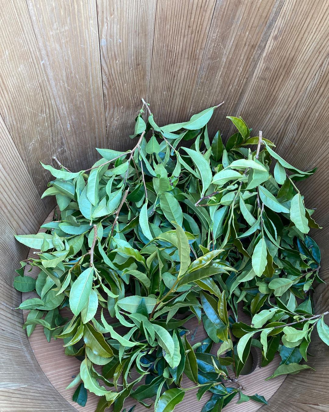 Mitocha NR006: Makibi Kancha Firewood Winter Green Tea (Aged) 薪火寒茶 - yunomi-jp.pro