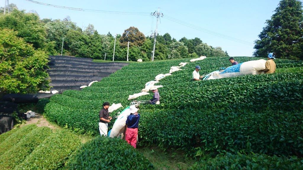Nakai Tea Farm: Premium Yabukita Sencha from Wazuka Kyoto. Grown Without Pesticides - yunomi-jp.pro