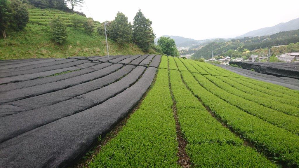 Nakai Tea Farm: Yabukita Kabusecha from Wazuka, Kyoto. Grown Without Pesticides - yunomi-jp.pro