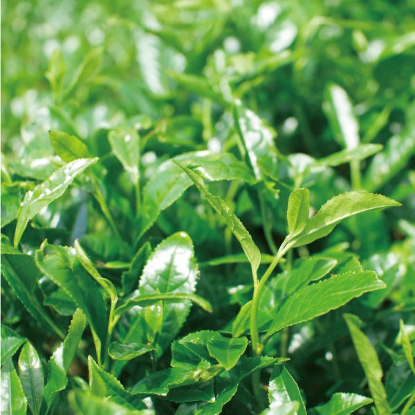 NaturaliTea #18: 2022 Organic Premium Kabuse Sencha 有機一番摘み煎茶: 冠(かぶせ)茶 - yunomi-jp.pro