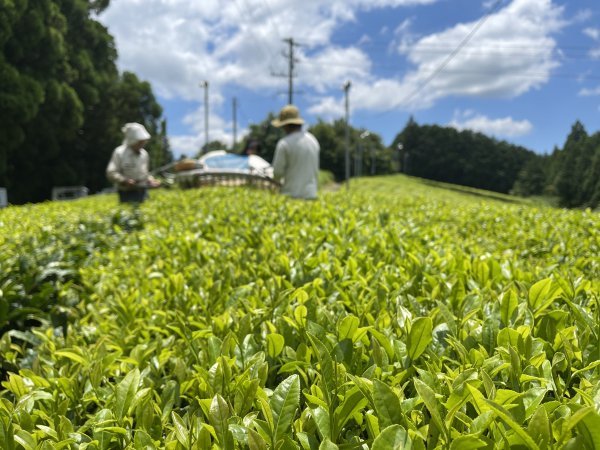 NaturaliTea: Genmaicha (Brown Rice Green Tea) with Matcha, Grown Pesticide Free 抹茶いり玄米茶 - yunomi-jp.pro