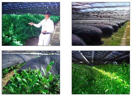 Nishide Premium Selection: Gyokuro Samidori by The Nishikawa Tea Farm 宇治田原西川茶園製玉露さみどり - yunomi-jp.pro