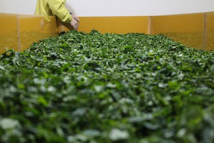 Ogura Tea Garden: Yabukita Wakocha First Flush Black Tea from Ashigara, Kanagawa 足柄産のやぶきた紅茶 - yunomi-jp.pro