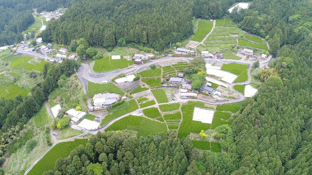 Osada Tea: Organic Kamairicha Ichouka (Withered, Pan-Fired Green Tea) From Shizuoka, Zairai 有機釜炒り茶 - yunomi-jp.pro