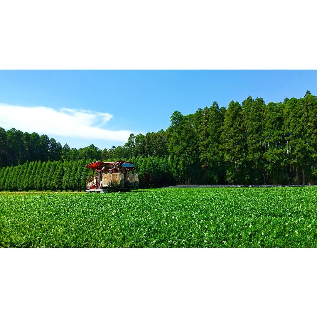 Sueyoshi Tea Atelier #001: 2022 "Furusato no Hana" Saemidori Fukamushi Kabusecha from Kagoshima 末吉銘茶 郷里の華 さえみどり - yunomi-jp.pro