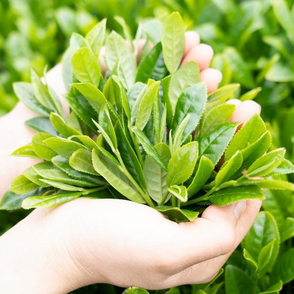 Wakoen Tea Farm: 2022 Kagoshima Fukamushicha - Takumi 和香園 深蒸し茶 匠 - yunomi-jp.pro